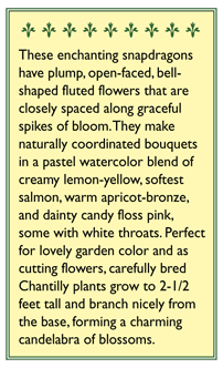 Chantilly Butterfly Snapdragon Flower Seeds Renee's Garden