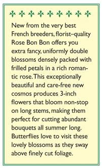 Rose Bon Bon Double Cosmos Flower Seeds Renee's Garden