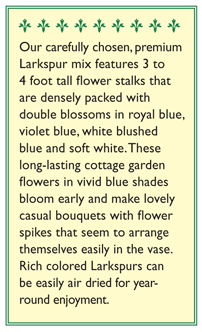 Renee's Garden Larkspur Bouquet Singing the Blues Renee's Garden Larkspur Bouquet Singing the Blues Flower Seed & Bulbs