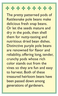 Renee's Garden Bean Pole Rattlesnake Ice & Purple Pod Renee's Garden Bean Pole Rattlesnake Ice & Purple Pod (Heirloom) Vegetable Seeds