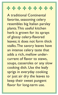 Amsterdam Seasoning Celery Seeds Renee's Garden