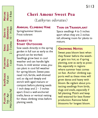 Cheri Amour Bouquet Sweet Pea Flower Seeds Renee's Garden
