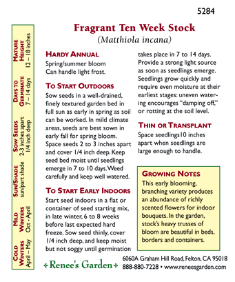 Ten Week Perfume Stock Flower Seeds Renee's Garden