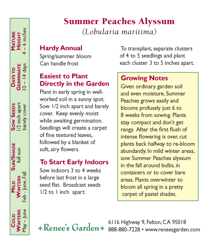 Renee's Garden Alyssum Summer Peaches - Grow Organic Renee's Garden Alyssum Summer Peaches Flower Seed & Bulbs