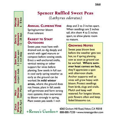 Spencer Ruffled Sweet Pea Flower Seeds Renee's Garden