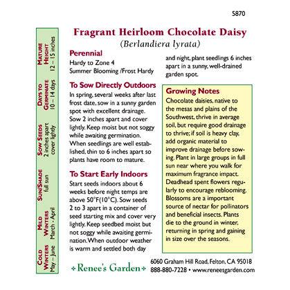 Fragrant Chocolate Daisy Flower Seeds Renee's Garden