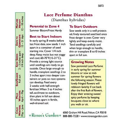 Renee's Garden Dianthus Fragrant Lace Perfume - Grow Organic Renee's Garden Dianthus Fragrant Lace Perfume Flower Seed & Bulbs