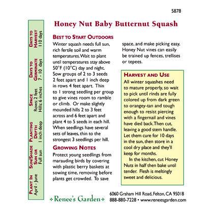 Honey Nut Baby Butternut Winter Squash Seeds Renee's Garden
