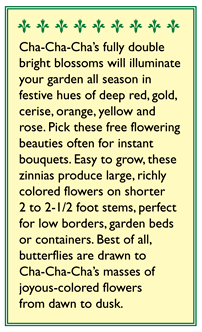 Cha-Cha-Cha Butterfly Zinnia Flower Seeds Renee's Garden