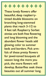 Raspberry Sorbet Cutting Zinnia Flower Seeds Renee's Garden