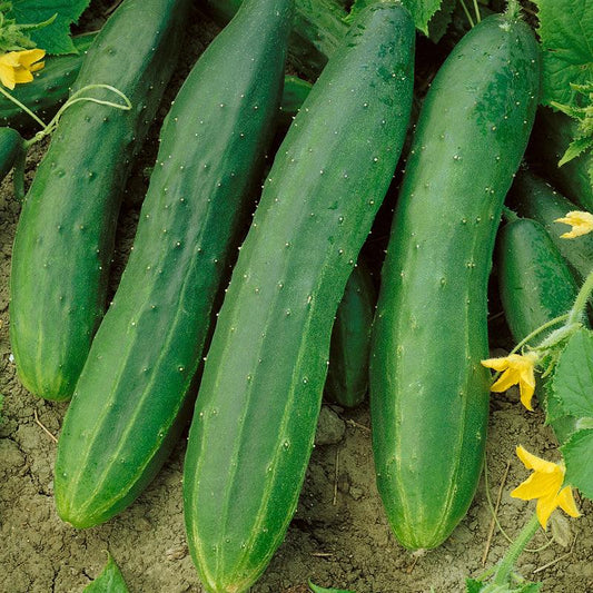 Straight Eight Cucumber (Organic) True Leaf Market