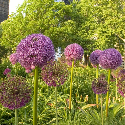 Allium Purple Sensation (Pack of 8) Netherland Bulb Company