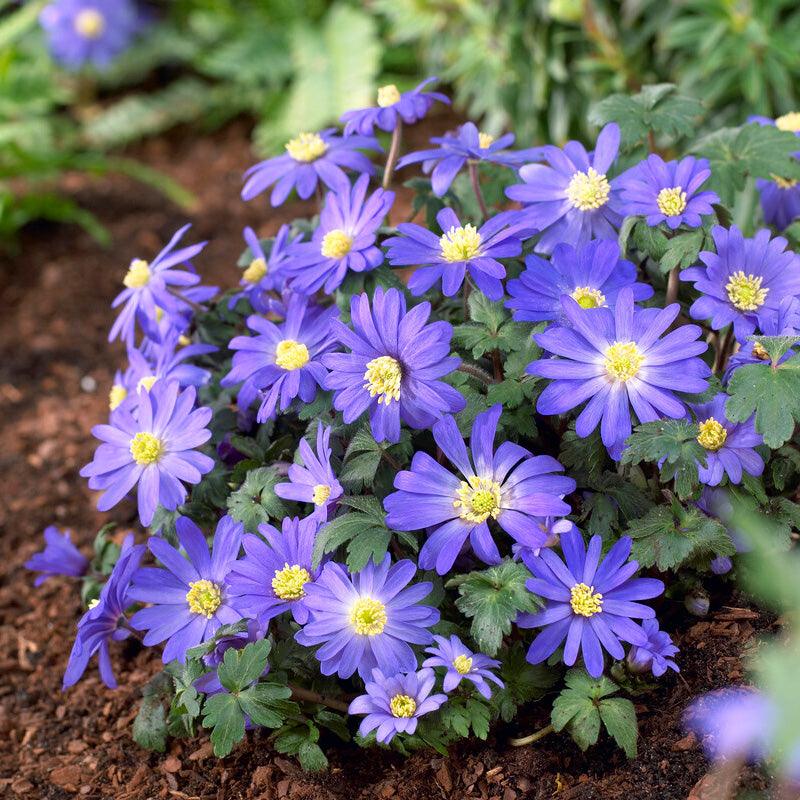 Bee Blue Collection - (50 Bulbs) - Grow Organic Bee Bulb Collection - Blue (Pack of 50) Flower Bulbs