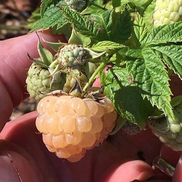 Organic Raspberry - Anne Golden (Ea) Grow Organic