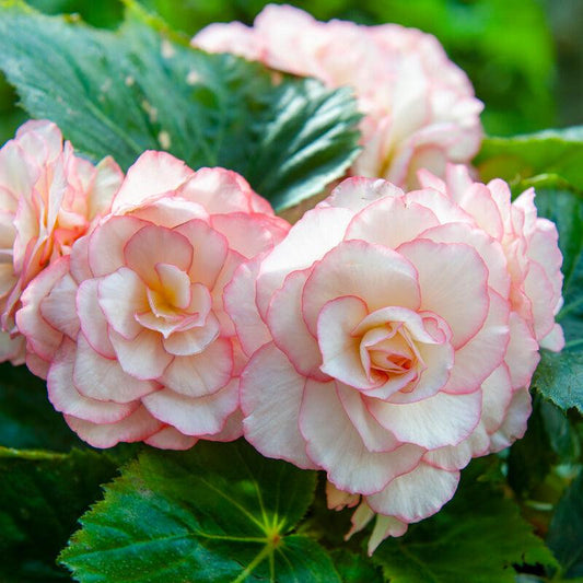 Begonia Double Bouton de Rose (Pack of 2) Grow Organic
