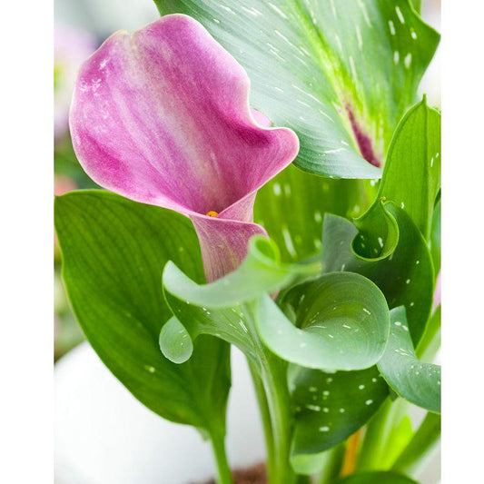 Zantedeschia (Calla Lily) Denver (Pack of 1) Grow Organic