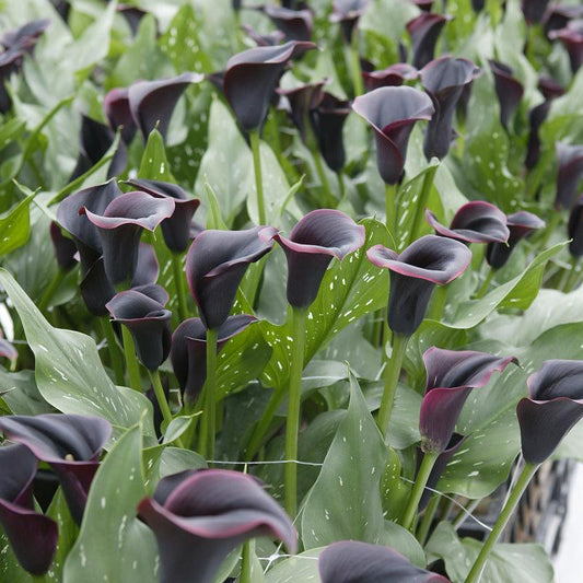 Zantedeschia (Calla Lily) Dubai Nights (Pack of 1) Grow Organic