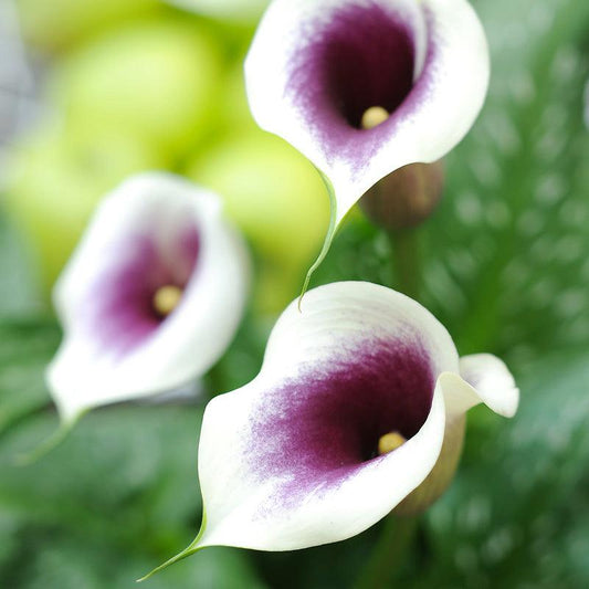 Zantedeschia (Calla Lily) Picasso (Pack of 1) Grow Organic