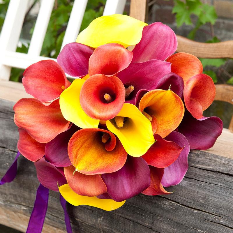 Zantedeschia (Calla Lily) Tequila Sunrise Blend (Pack of 3) Grow Organic