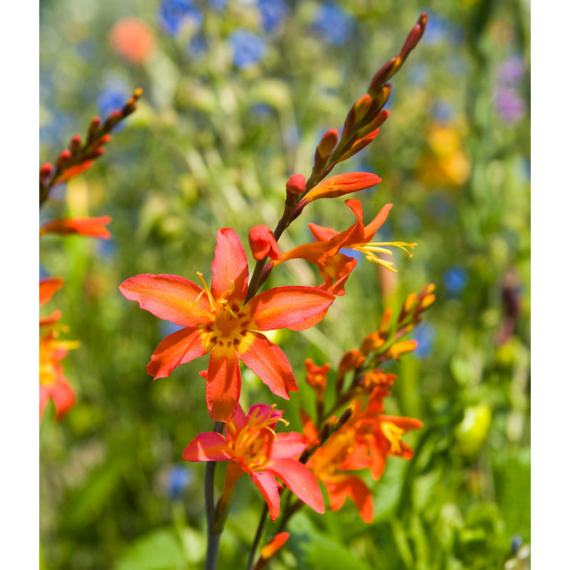 Crocosmia Emily McKenzie (Pack of 5) - Grow Organic Crocosmia Emily McKenzie (Pack of 5) Flower Bulbs