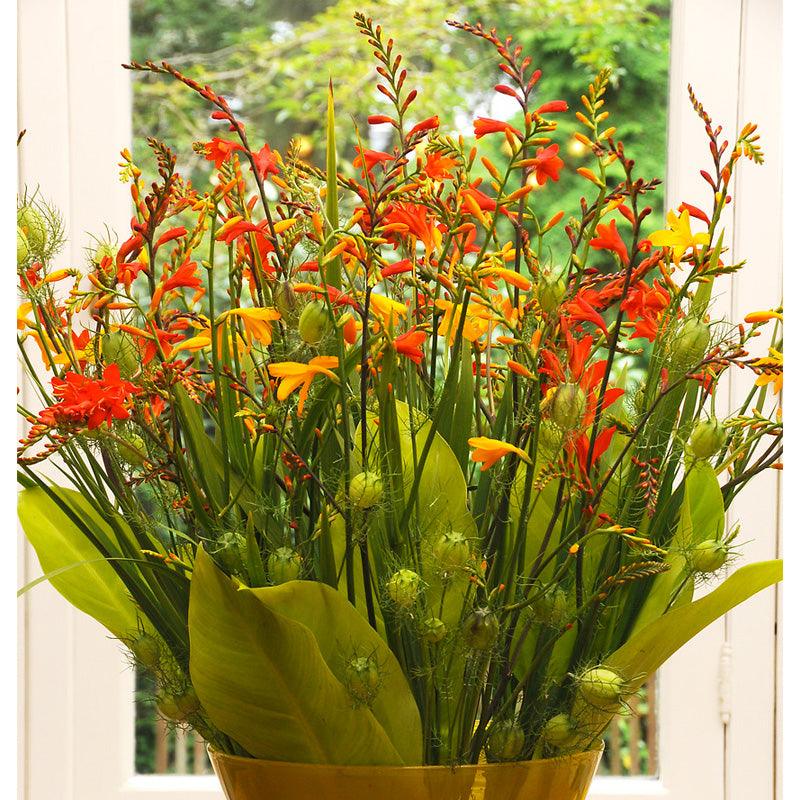 Crocosmia Mixture (Pack of 8) - Grow Organic Crocosmia Mixture (Pack of 8) Flower Bulbs