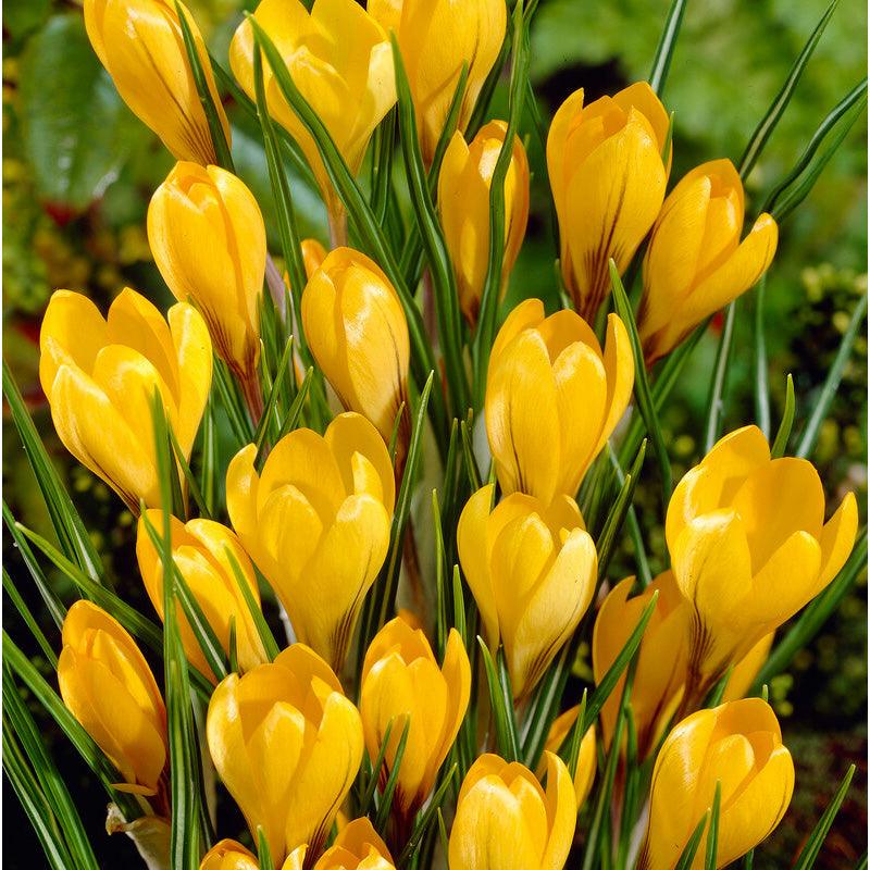 Bee Yellow Collection - (50 Bulbs) - Grow Organic Bee Bulb Collection - Yellow (Pack of 50) Flower Bulbs