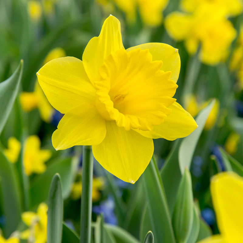 "Dutch Master" Daffodil Bulbs (Pack of 15) - Grow Organic "Dutch Master" Daffodil Bulbs (Pack of 15) Flower Bulbs