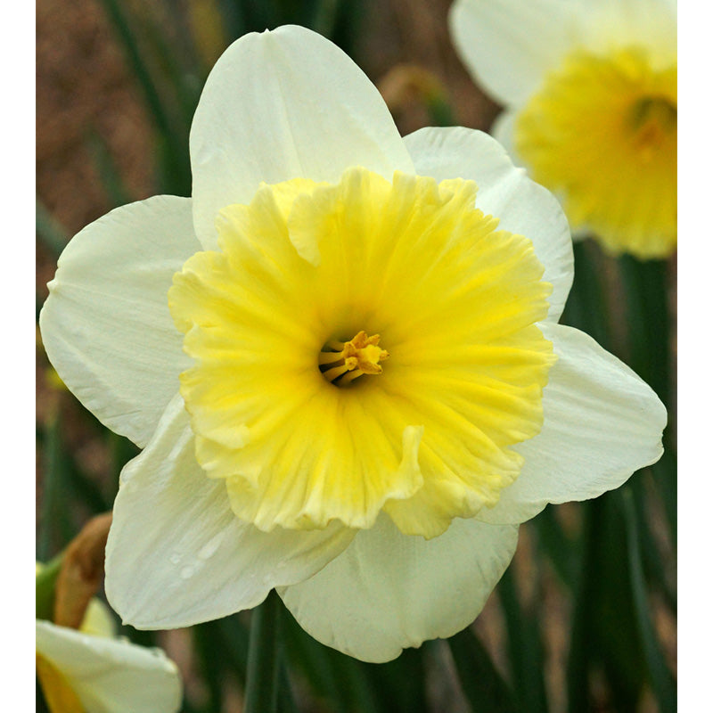 "Ice Follies" Large Cup Daffodil Bulbs (Pack of 15) "Ice Follies" Large Cup Daffodil Bulbs (Pack of 15) Flower Bulbs