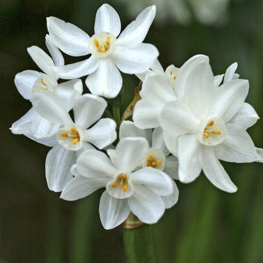 Indoor Paperwhite Narcissus Ziva (Pack of 4) De Vroomen