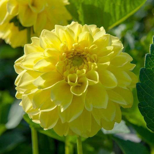 Dahlia Decorative American Sun (Pack of 2) Grow Organic