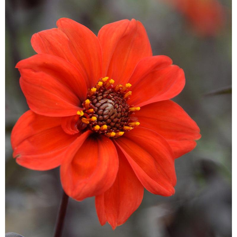 Dahlia Peony Flowering Bishop of Llandaff (Pack of 2) Grow Organic