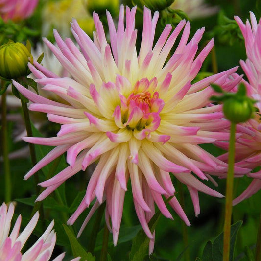 Dahlia Cactus Cabana Banana (Pack of 2) Grow Organic