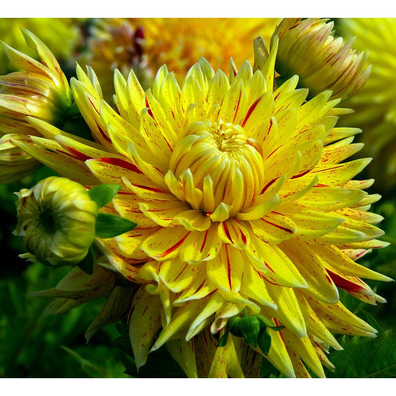 Dahlia Dinner Plate Cambridge (Pack of 2) Grow Organic