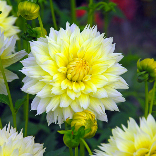 Dahlia Canary Fubuki (Pack of 2) - Grow Organic Dahlia Canary Fubuki (Pack of 2) Flower Bulbs
