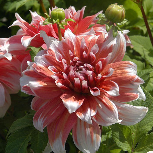 Dahlia Dinner Plate Frost Nip (Pack of 2) Grow Organic