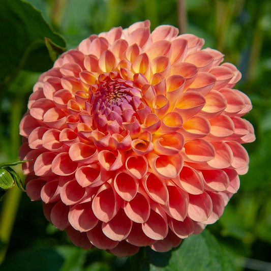 Dahlia Ball Flowering Jowey Nicky (Pack of 2) Grow Organic