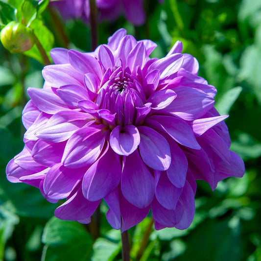Dahlia Dinner Plate Lilac Time (Pack of 2) Grow Organic