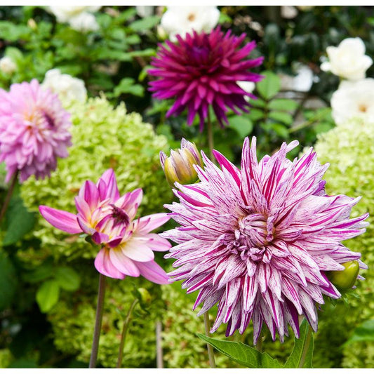 Dahlia Decorative Purple Blend (Pack of 3) Grow Organic