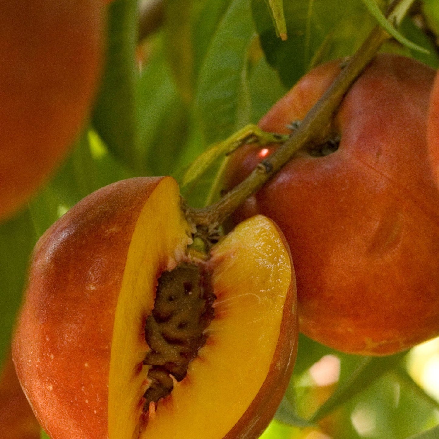 Double Delight Nectarine Tree Grow Organic