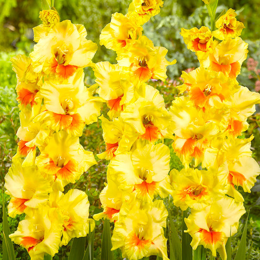 Gladiolus Jester (Pack of 10) - Grow Organic Gladiolus Jester (Pack of 10) Flower Bulbs