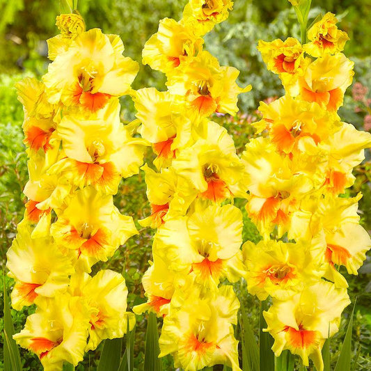 Gladiolus Large Flowering Jester (Pack of 10) Grow Organic
