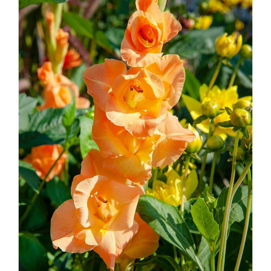 Gladiolus Large Flowering Olympic Flame (Pack of 10) Grow Organic