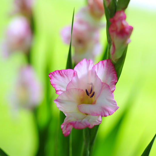 Gladiolus Priscilla (Pack of 10) - Grow Organic Gladiolus Priscilla (Pack of 10) Flower Bulbs