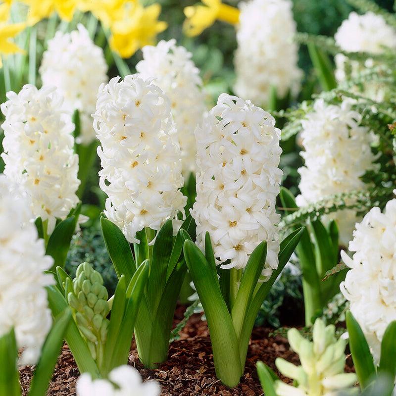 Bee White Collection - (50 Bulbs) – Grow Organic Bee Bulb Collection - White (Pack of 50) Flower Bulbs