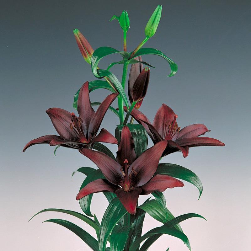 maroon asiatic lily Lily Asiatic Landini for Sale