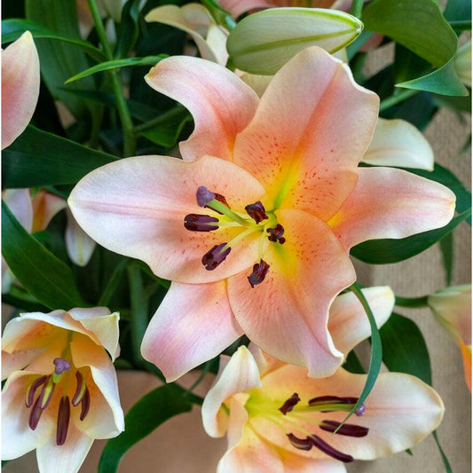 Lilium Oriental Salmon Star (Pack of 2) Grow Organic