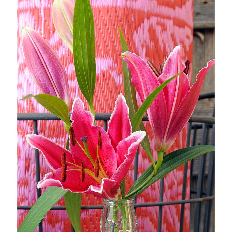 Lilium Oriental Stargazer (Pack of 2) Grow Organic