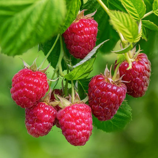 Raspberry Red Amity Grow Organic