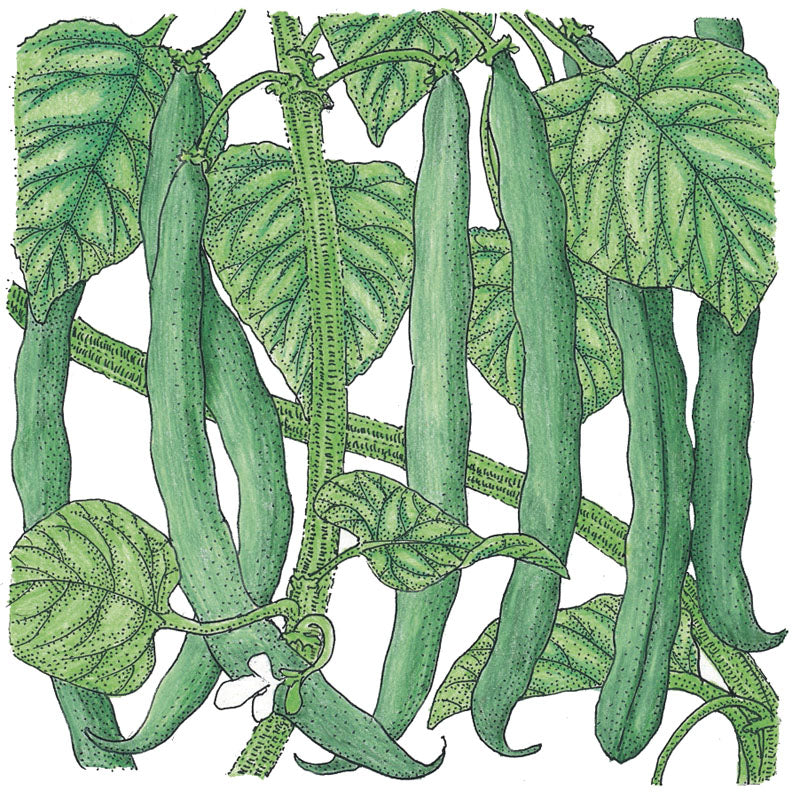 Blue Lake Bush Bean Seeds (Organic) - Grow Organic Blue Lake Bush Bean Seeds (Organic) Vegetable Seeds