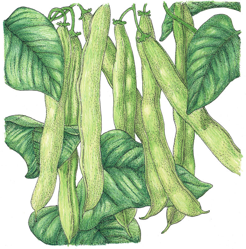 Kentucky Wonder Pole Bean Seeds (Organic) - Grow Organic Kentucky Wonder Pole Bean Seeds (Organic) Vegetable Seeds